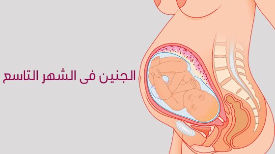 تكوين الجنين فى الشهر التاسع