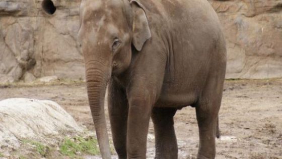 معلومات وتفاصيل عن حيوان الفيل